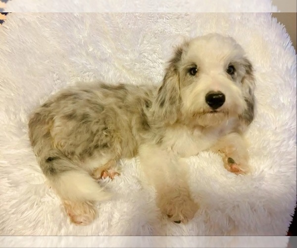 Medium Photo #1 Bernedoodle (Miniature) Puppy For Sale in BLUE SPRINGS, MO, USA