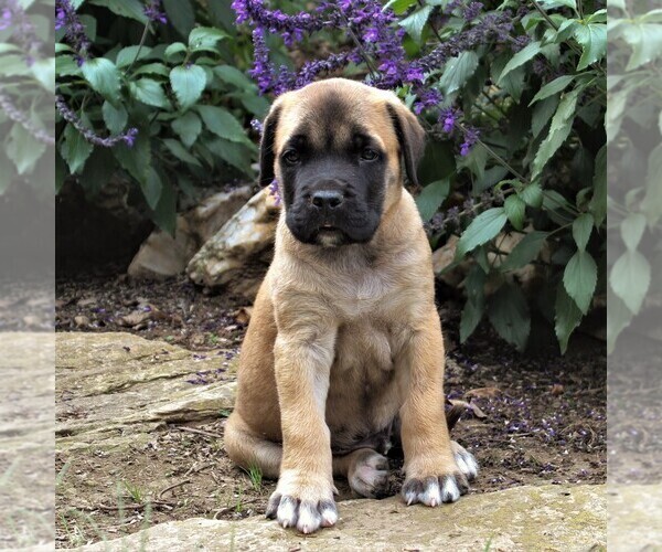 Medium Photo #5 Mastiff Puppy For Sale in GAP, PA, USA