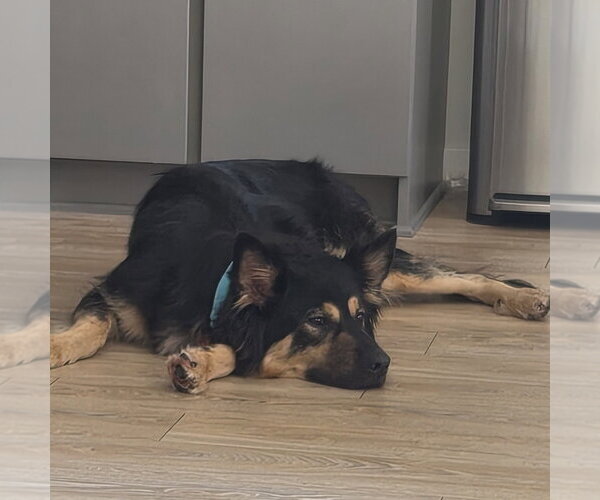 Medium Photo #4 German Shepherd Dog-Unknown Mix Puppy For Sale in Minneapolis, MN, USA