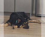 Small #3 German Shepherd Dog Mix