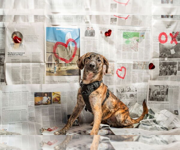 Medium Photo #9 Feist Terrier-Unknown Mix Puppy For Sale in Mundelein, IL, USA