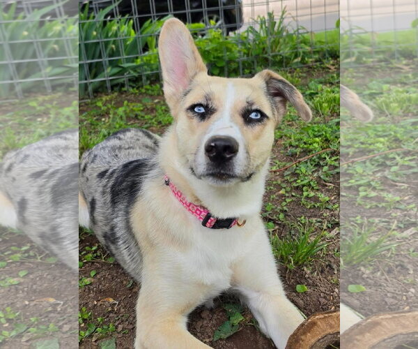 Medium Photo #1 Red Heeler-Unknown Mix Puppy For Sale in Columbus, IN, USA