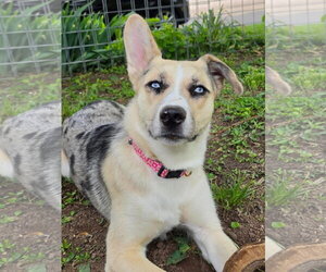 Red Heeler-Unknown Mix Dogs for adoption in Columbus, IN, USA