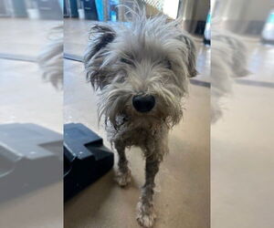 Mutt Dogs for adoption in Chula Vista, CA, USA