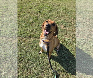 Bloodhound-Unknown Mix Dogs for adoption in Rustburg, VA, USA