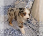 Small Photo #21 Miniature Australian Shepherd Puppy For Sale in HARRISON, OH, USA
