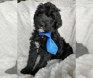 Sheepadoodle Puppy for sale in RIALTO, CA, USA