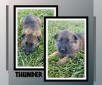 Puppy Thunder German Shepherd Dog