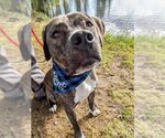 Small #9 American Pit Bull Terrier-Mountain Cur Mix