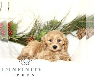 Cavapoo Puppy for sale in RONKS, PA, USA
