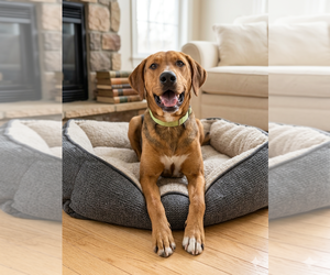 Mutt Dogs for adoption in Vail, AZ, USA