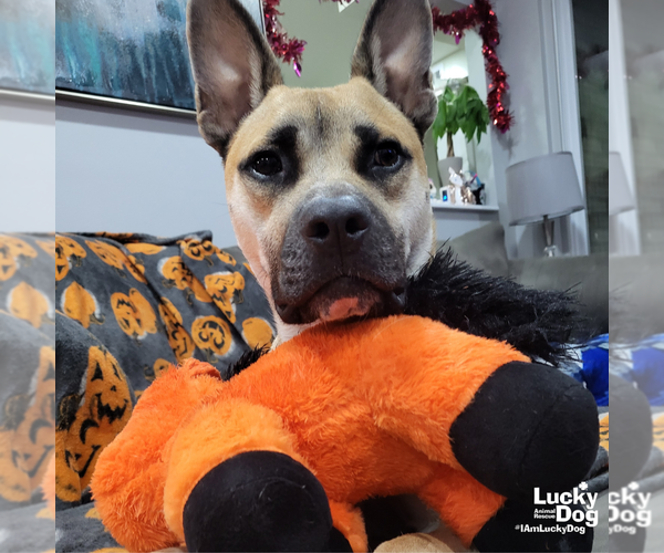 Medium Photo #14 Mutt Puppy For Sale in Washington, DC, USA