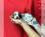 Small Photo #1 Dachshund Puppy For Sale in WINNSBORO, LA, USA