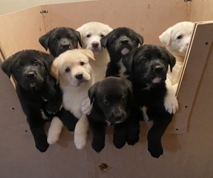 Akita-Labrador Retriever Mix Puppy for sale in FREDERICKSBURG, VA, USA