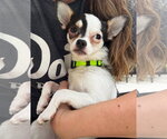 Small Chihuahua Mix