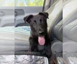 Small #5 German Shepherd Dog