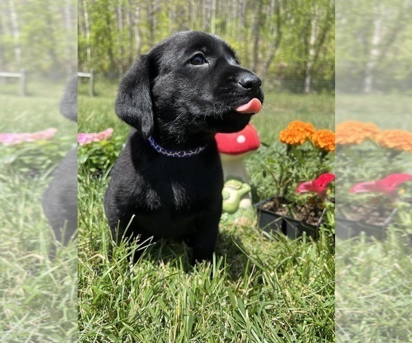 Medium Photo #6 Labrador Retriever Puppy For Sale in NEOLA, WV, USA