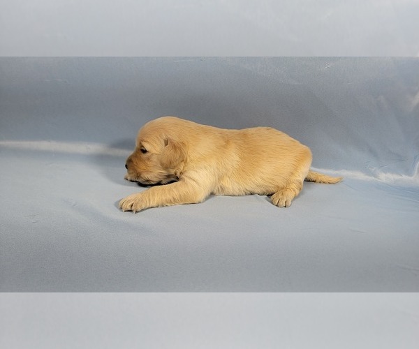 Medium Photo #59 Golden Retriever Puppy For Sale in BLACK FOREST, CO, USA