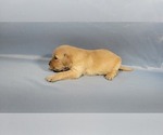Small #9 Golden Retriever