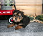 Small #1 Yorkshire Terrier