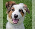 Small #6 Australian Shepherd