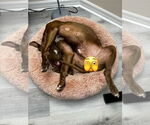 Small #4 American Pit Bull Terrier Mix