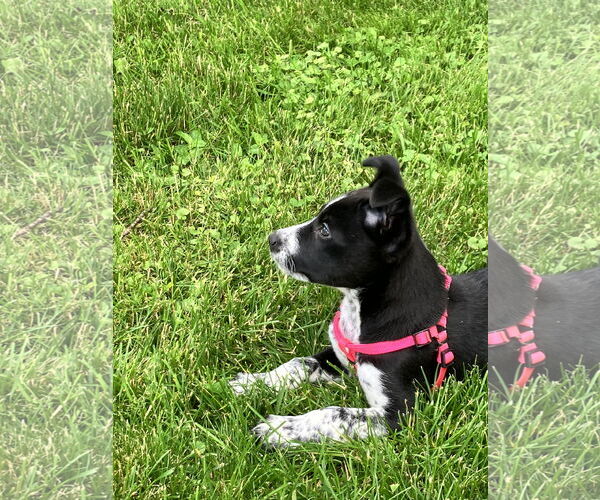 Medium Photo #5 Mutt Puppy For Sale in Garden City, NY, USA