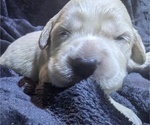 Small Photo #27 Golden Retriever Puppy For Sale in MODESTO, CA, USA
