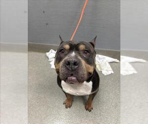 Mutt Dogs for adoption in Las Vegas, NV, USA