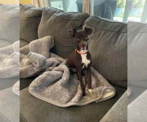 Chipin Dogs for adoption in Escondido, CA, USA