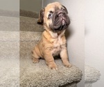 Puppy Coco French Bulldog