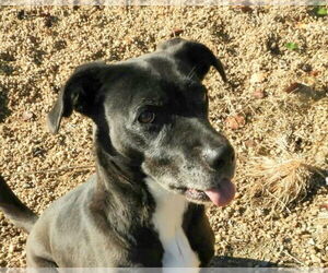 Feist Terrier-Labrador Retriever Mix Dogs for adoption in Anniston, AL, USA