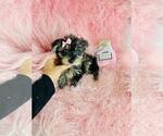 Small #2 Yorkshire Terrier
