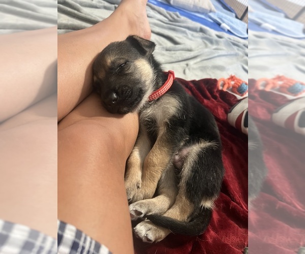 Medium Photo #1 German Shepherd Dog Puppy For Sale in LEHIGH ACRES, FL, USA