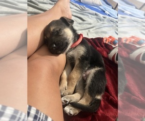 Medium German Shepherd Dog