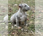 Small Photo #4 American Bully Puppy For Sale in LANCASTER, PA, USA