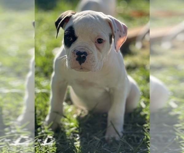 Medium Photo #13 American Bulldog Puppy For Sale in PLUMAS LAKE, CA, USA