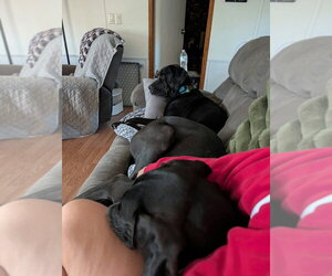 Mr. Bane - Male Great Dane-Unknown Mix Dog for Adoption - Photo #4