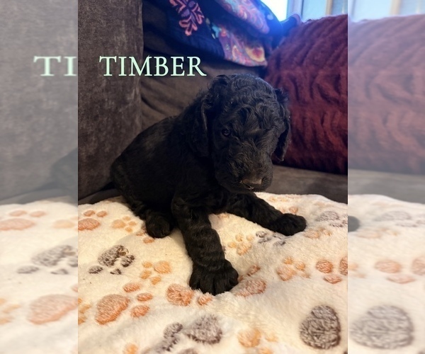 Medium Photo #16 Goldendoodle Puppy For Sale in DENVER, NC, USA