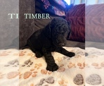 Small #15 Goldendoodle