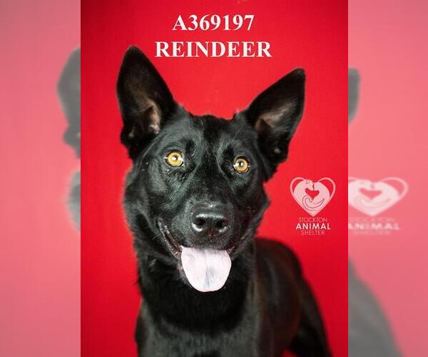 Medium Photo #1 German Shepherd Dog-Unknown Mix Puppy For Sale in Stockton, CA, USA