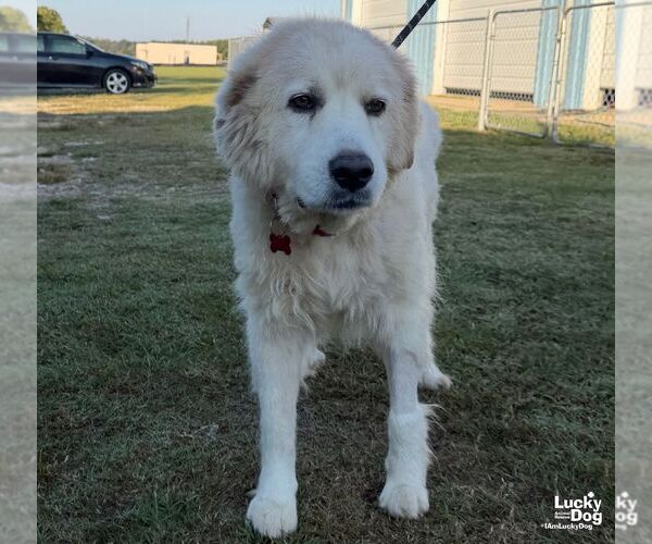 Medium Photo #1 Great Pyrenees-Unknown Mix Puppy For Sale in Washington, DC, USA