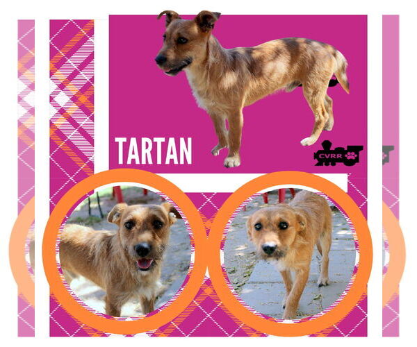 Medium Photo #1 Mutt Puppy For Sale in Lindsay, CA, USA
