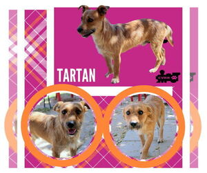 Mutt Dogs for adoption in Lindsay, CA, USA