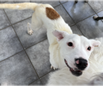 Small Photo #3 Labrador Retriever-Unknown Mix Puppy For Sale in Plainfield, IL, USA