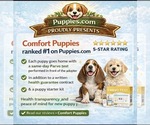 Small Photo #7 ShihPoo Puppy For Sale in MORENO VALLEY, CA, USA