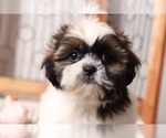 Small Photo #2 Shih Tzu Puppy For Sale in NAPLES, FL, USA