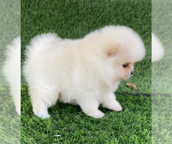 Medium Photo #3 Pomeranian Puppy For Sale in WEST PALM BEACH, FL, USA