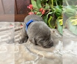 Small #12 Labrador Retriever
