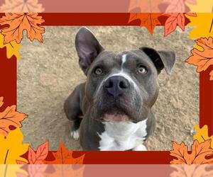 American Pit Bull Terrier Dogs for adoption in Ojai, CA, USA